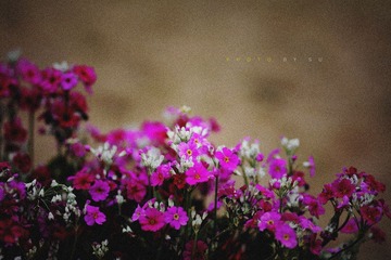 IMG_3051-2.jpg