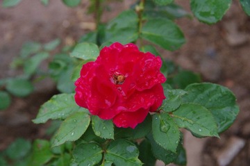 IMGP0035.JPG