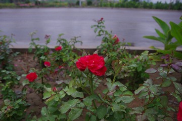 IMGP0032.JPG