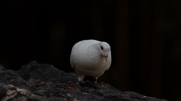 34483