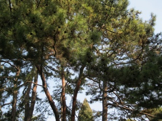 1000113663