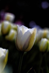IMG_1921.JPG