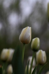 IMG_2177.JPG