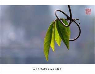 DSCF2937axc800x1.jpg