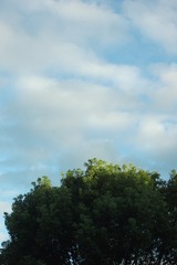 142026