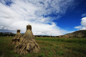 青稞田