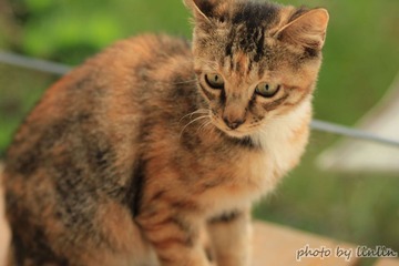 家门口的小猫