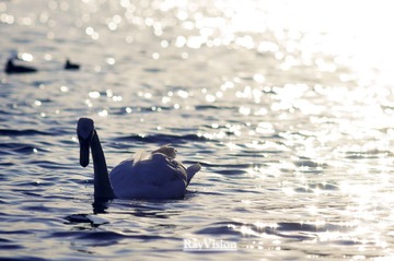 swan