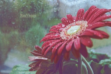 雨