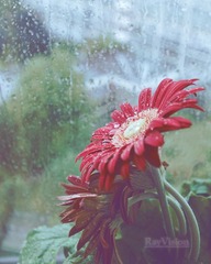 雨
