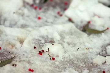 雪地