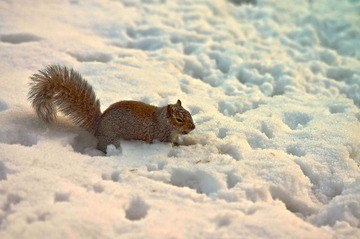 雪地松鼠