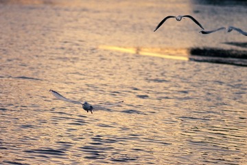 夕阳，鸥 