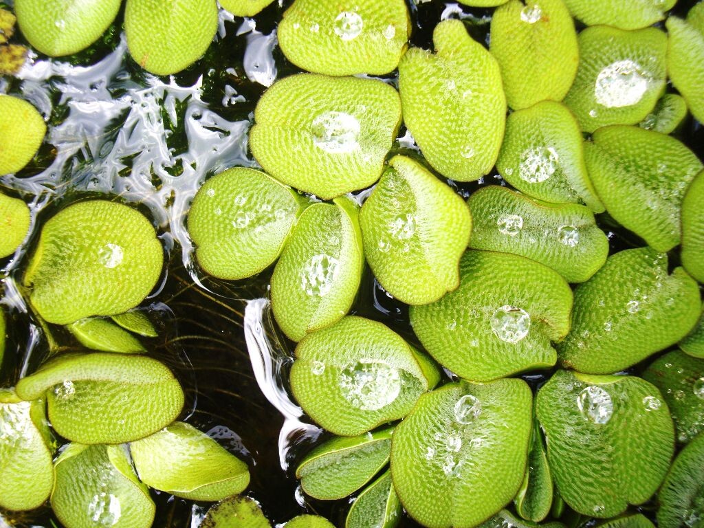 绿色水生植物<br />
