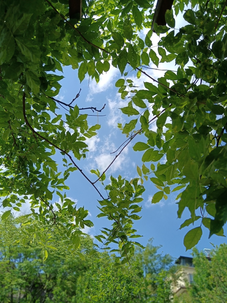 夏天绿色枝条间的蓝天