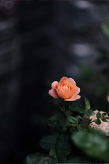 5A6FFC4B-6F89-4F97-9D44-06297C253948/L0/001