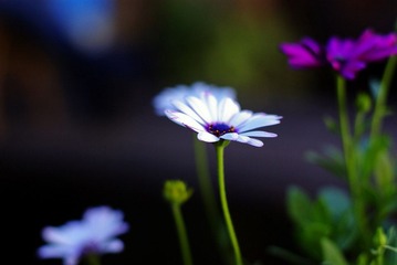 _IGP8674.jpg