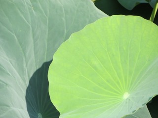 0D2429F3-37E7-4DDB-821D-CF77449F26AB/L0/001