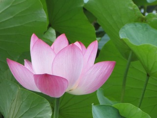 D3F83F17-D650-43DB-86D3-1D76E99903A2/L0/001