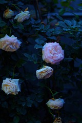 C7DF1621-4B6B-4435-95DC-A06D007F67A1/L0/001