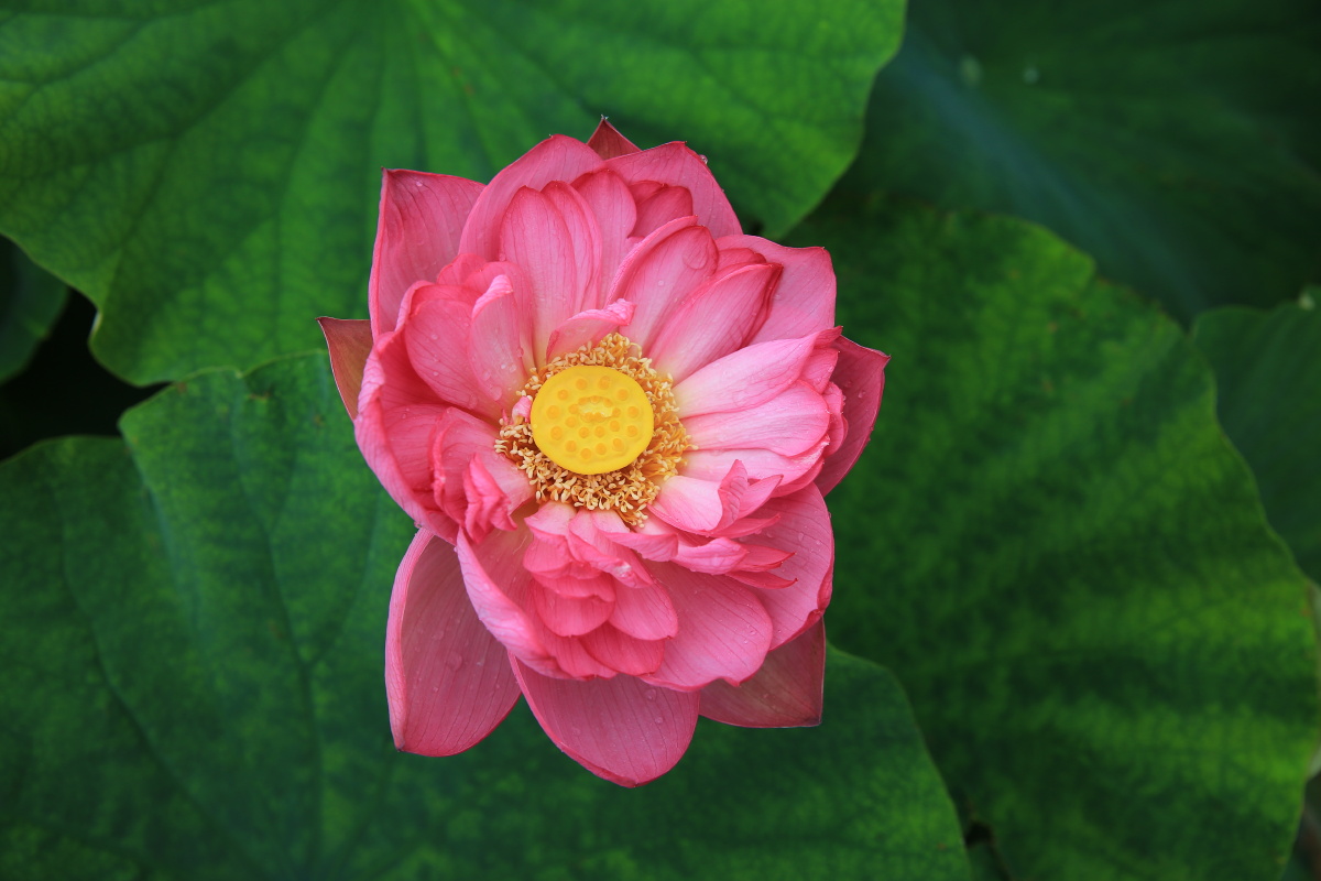 悦莲荷花 - 抚仙湖-李红龙 - 图虫网 - 优质摄影师交流社区