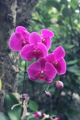 《兰花谷1》a 11－12－22 三亚.jpg