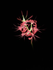 AEB17209-396B-4CA2-8004-08B39A7E1DDF/L0/001