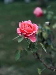 B9068863-3866-400D-A14C-A75E4603689C/L0/001