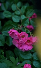 50B168E6-C1B4-41E3-8D77-6E69C6381B53/L0/001