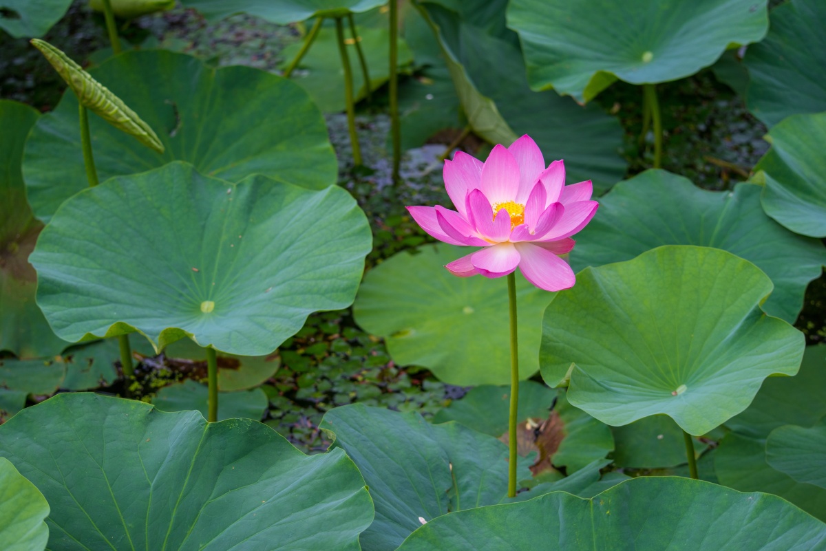 2018年7月6日,在冰城哈尔滨市的雨阳公园朵朵荷花在阳光下吐露芬芳.