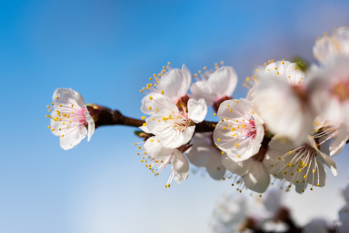 2018年4月26日,哈尔滨工程大学杏花如期盛开,被风吹过的花瓣随风纷扬
