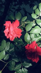AD11B1C0-EB5B-454F-A2A6-8D88CF31A907/L0/001