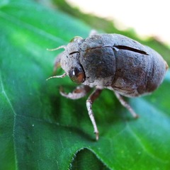 虫壳3光圈F2.8快门153分之1秒感光度400.JPG