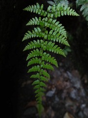 大树根上张的蕨类光圈F3.5 快门30分之1秒 感光度320.JPG