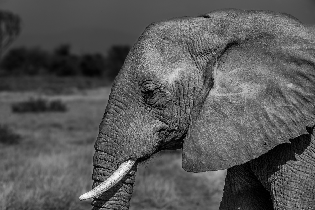 桑布鲁的黑白世界