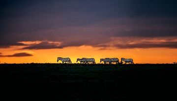 _SA_7958