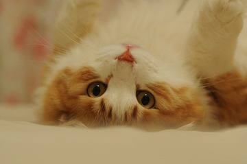 DSC_0313.JPG