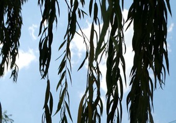 DSC02103_副本_副本_副本