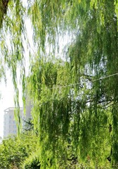 DSC02101_副本_副本_副本