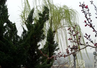 DSC09147_副本_副本_副本