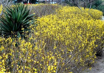 DSC09149_副本_副本_副本