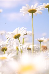 515