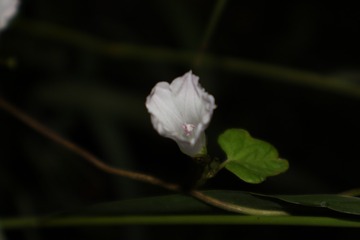189511A0-7381-4D9A-A0B9-17EBD9413131/L0/001