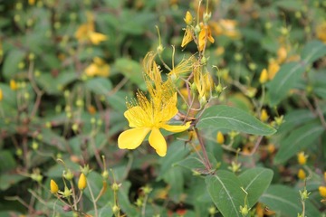 IMG_0006.JPG