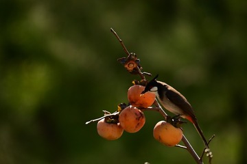 95687