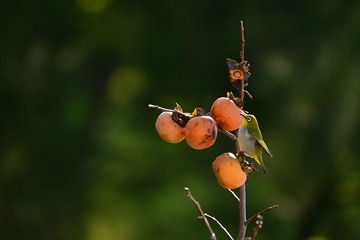 95338