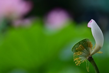 86815