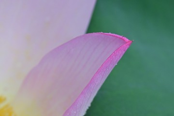 86808