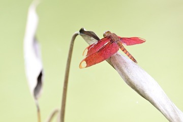 90776