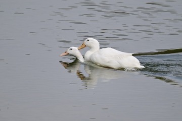 105448